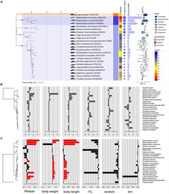 Life Expectancy in Marine Mammals Is Unrelated to Telomere Length but Is Associated With Body Size